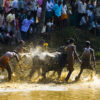 Kambla in mangalore