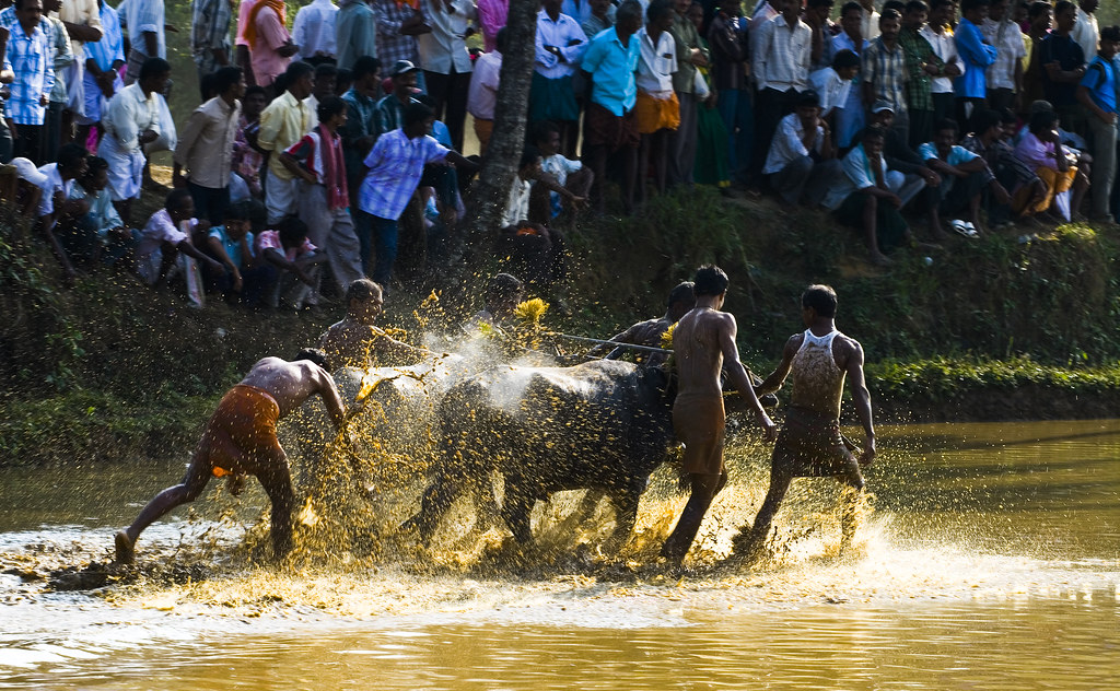 Exploring Kambla in Mangalore: The Traditional Buffalo Race of Mangalore