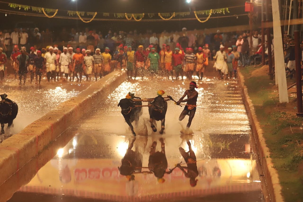 How Kambala Is Celebrated Near Mangalore: A Traditional Sport Rooted in Coastal Karnataka